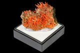 Bright Orange Crocoite Crystal Cluster - Tasmania #171650-2
